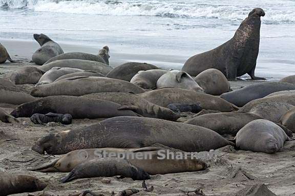 elephant seals 4 graphic